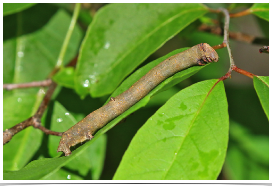 Eutrapela clemataria
Purplish-brown Looper
Marion County, Alabama